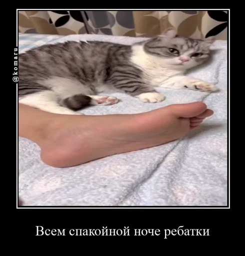🌚 Стикер «Банда камароф» для Telegram