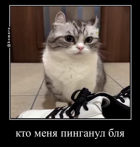🤬 Стикер «Банда камароф» для Telegram