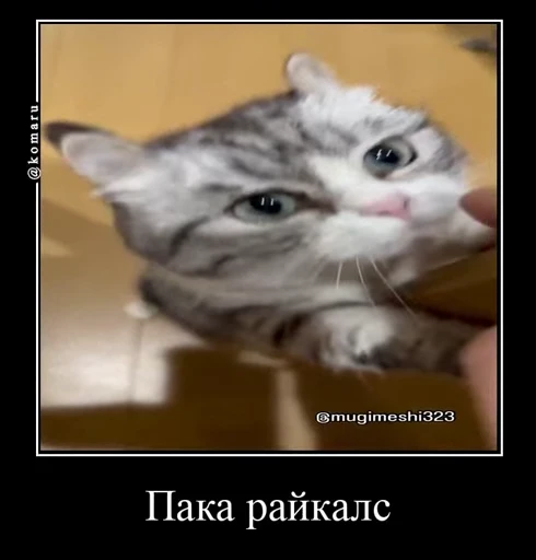 🫱 Стикер «Банда камароф» для Telegram