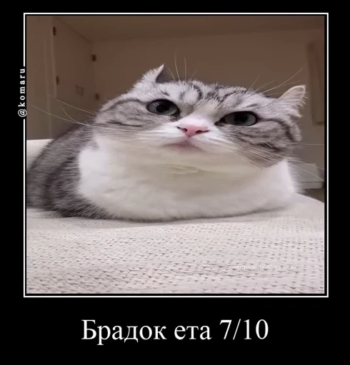 7⃣ Стикер «Банда камароф» для Telegram