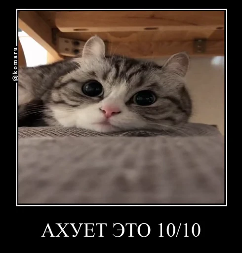 🔟 Стикер «Банда камароф» для Telegram