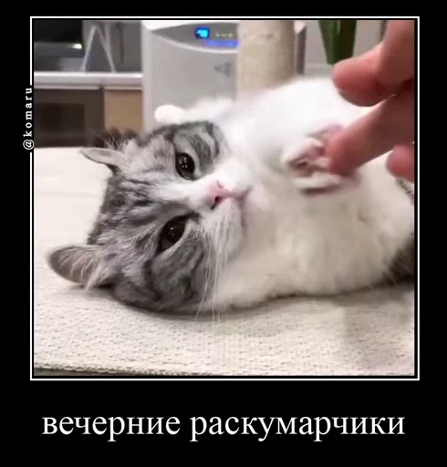 😍 Стикер «Банда камароф» для Telegram