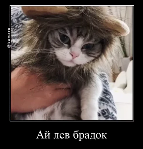 🦁 Стикер «Банда камароф» для Telegram