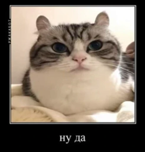 🔥 Стикер «Банда камароф» для Telegram