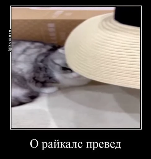 👋 Стикер «Банда камароф» для Telegram