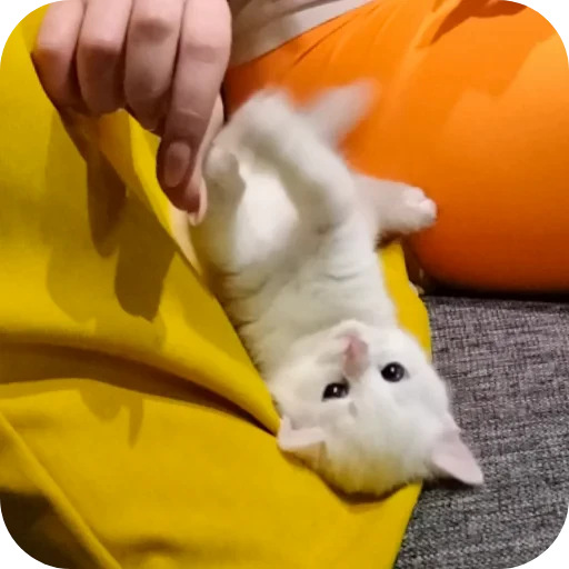 🪑 Стикер «Киса» для Telegram