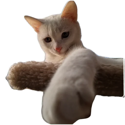 🐱 Стикер «Киса» для Telegram