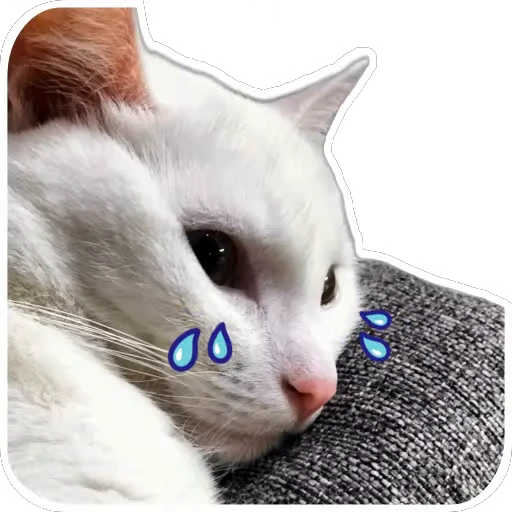 🐱 Стикер «Киса» для Telegram