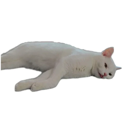 🛋 Стикер «Киса» для Telegram