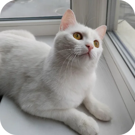 🐱 Стикер «Киса» для Telegram