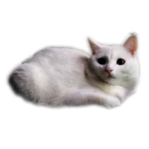 🐱 Стикер «Киса» для Telegram