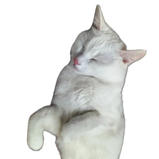 🐱 Стикер «Киса» для Telegram