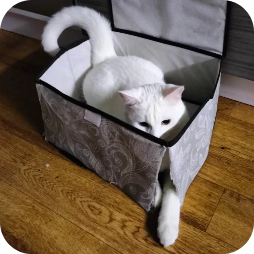 🐱 Стикер «Киса» для Telegram