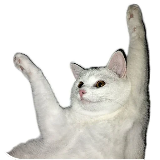 🐱 Стикер «Киса» для Telegram
