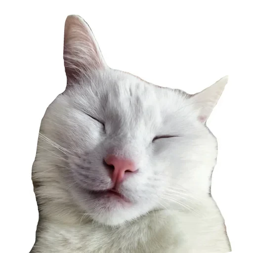 🐱 Стикер «Киса» для Telegram