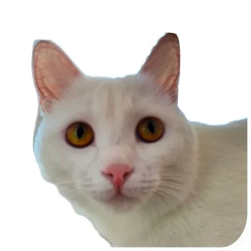 🐱 Стикер «Киса» для Telegram