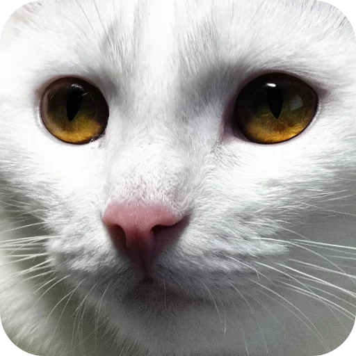 🐱 Стикер «Киса» для Telegram