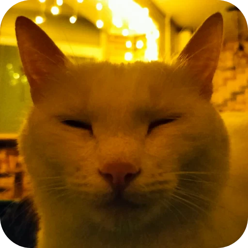 🐱 Стикер «Киса» для Telegram
