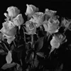 🥀 Эмодзи «Kiss Of Death» для Telegram