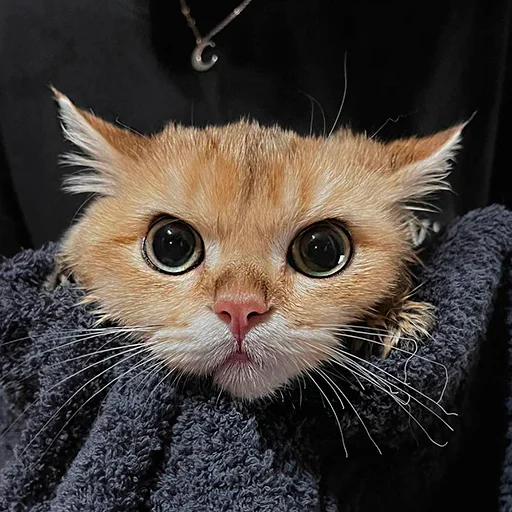 🤩 Стикер «котёнок Ра» для Telegram