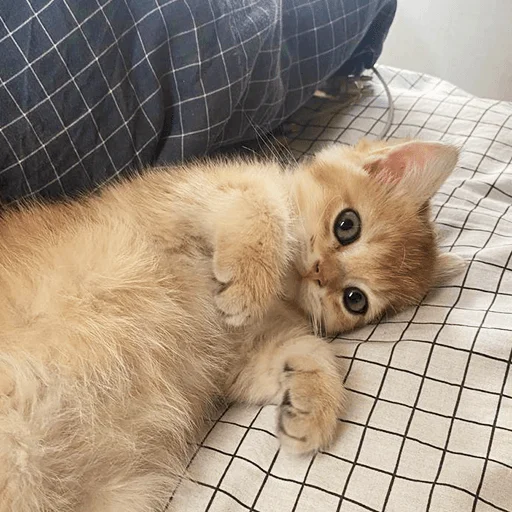 🥸 Стикер «котёнок Ра» для Telegram