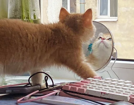 🥰 Стикер «котёнок Ра» для Telegram