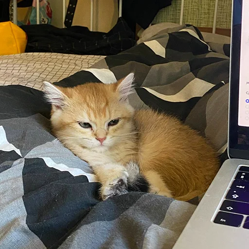 🐈 Стикер «котёнок Ра» для Telegram