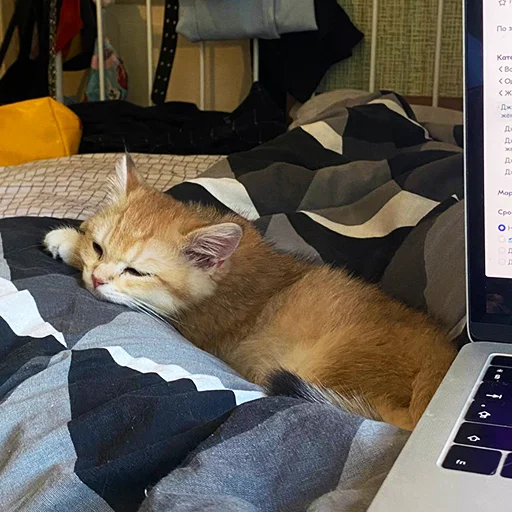 🥱 Стикер «котёнок Ра» для Telegram