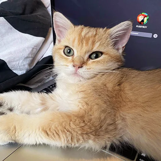 🤓 Стикер «котёнок Ра» для Telegram