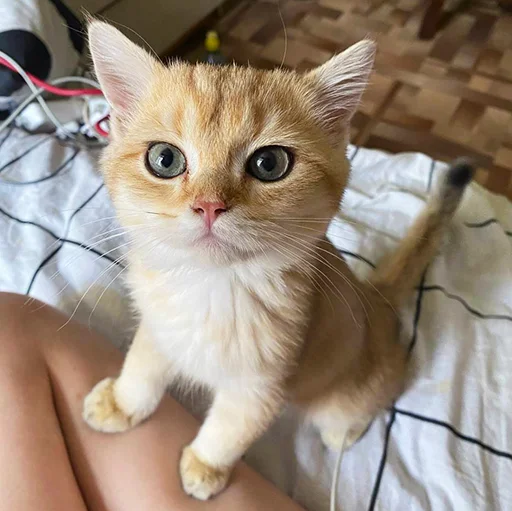 🌝 Стикер «котёнок Ра» для Telegram