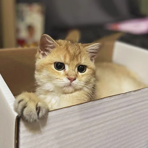 🐾 Стикер «котёнок Ра» для Telegram