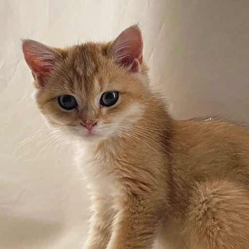 🐯 Стикер «котёнок Ра» для Telegram