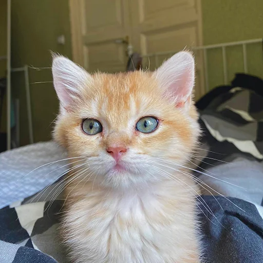 🧐 Стикер «котёнок Ра» для Telegram