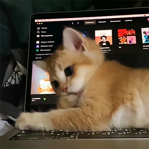 ✊ Стикер «котёнок Ра» для Telegram