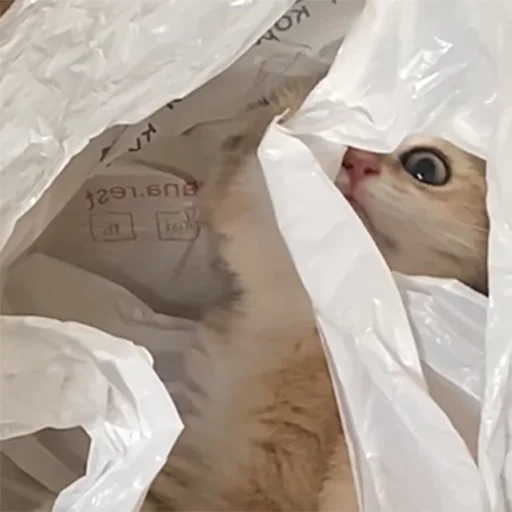 😶 Стикер «котёнок Ра» для Telegram