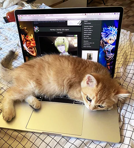 🥸 Стикер «котёнок Ра» для Telegram