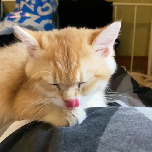 👅 Стикер «котёнок Ра» для Telegram