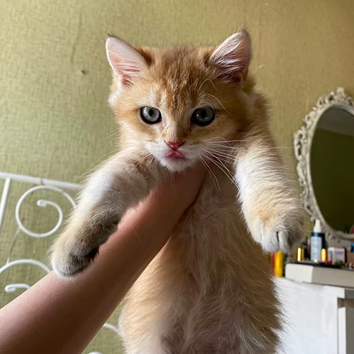 😋 Стикер «котёнок Ра» для Telegram