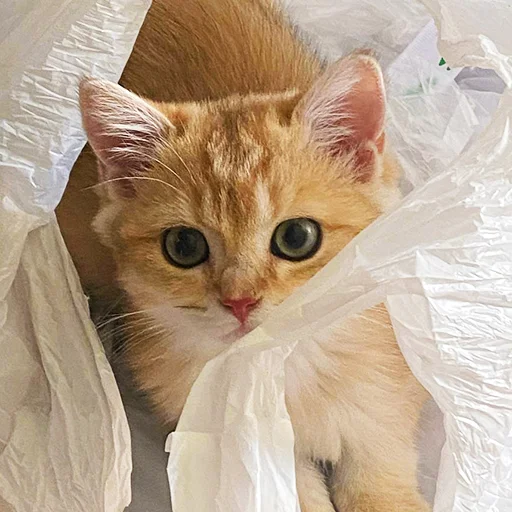🤓 Стикер «котёнок Ра» для Telegram