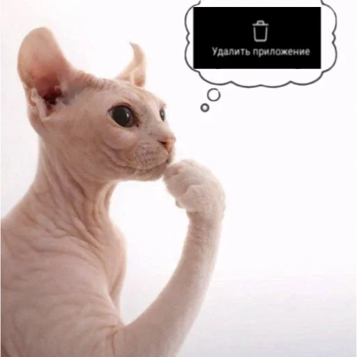 🗑️ Стикер «кот марина» для Telegram