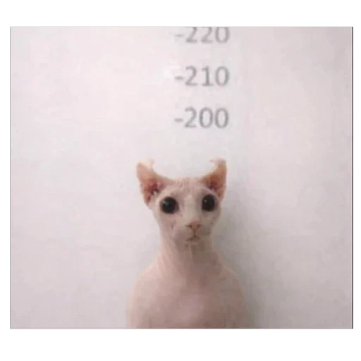 🫥 Стикер «кот марина» для Telegram