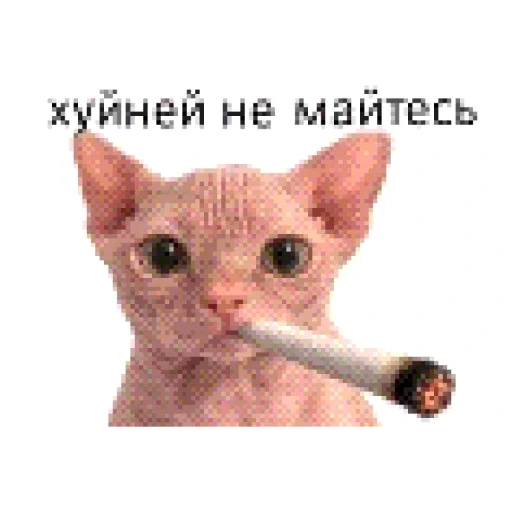 ✅ Стикер «кот марина» для Telegram