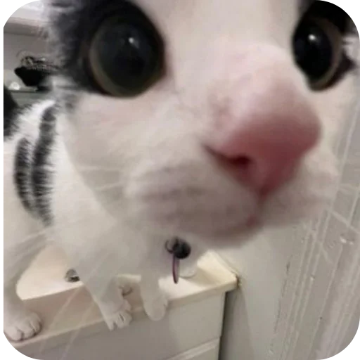 🐱 Стикер «Коты кэта» для Telegram