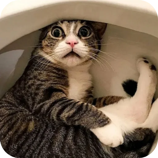 🙀 Стикер «Смешные котики» для Telegram