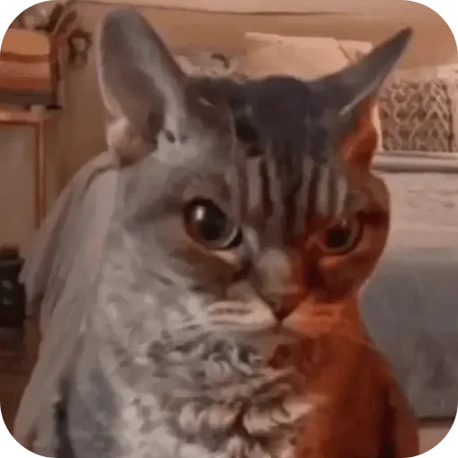 🐱 Стикер «Смешные котики» для Telegram