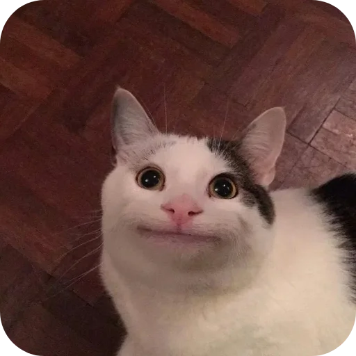 🐱 Стикер «Смешные котики» для Telegram