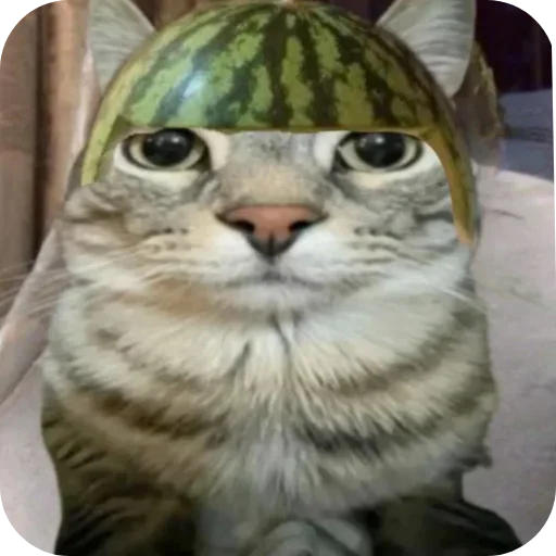 🐱 Стикер «Смешные котики» для Telegram