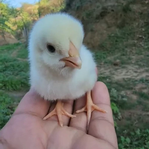 🤩 Стикер «Цыплята» для Telegram