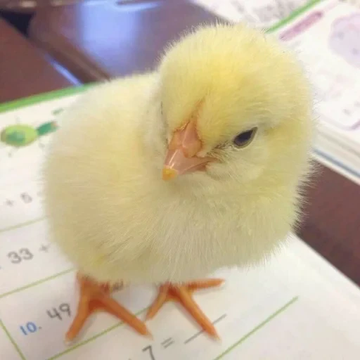 🤩 Стикер «Цыплята» для Telegram