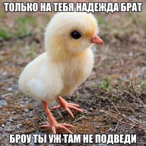 🤩 Стикер «Цыплята» для Telegram